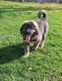 Кавказка Овчарка , снимка 4