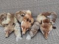 Лисица яка естествена кожа 3 броя , снимка 1