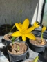 💛🧡💛 Щернбергия, Жълт есенен минзухар, снимка 1
