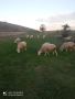 30 броя овце , снимка 1