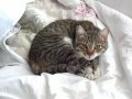 Супер гальовна кастрирана принцеса си търси дом! (котка, коте), снимка 3