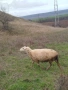 Продавам две ялови овце за клане Търговище , снимка 7