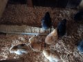 пъдпъдъци, пилета ,кокоши ,, снимка 9