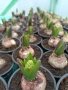 🌸🌿💞 Зюмбюл в саксия (Hyacinthus), снимка 8
