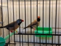 Продавам различни видове амадини, снимка 4