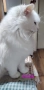 Персийска чинчила, снежно бяла, 5 мес., снимка 13