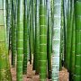 100 бр. Бамбукови Семена гигантски бамбук Moso Bambo градински декоративни растения декорация за гра, снимка 8