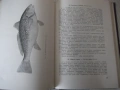 Книга "Рибите в Черно море - Колектив" - 248 стр., снимка 4