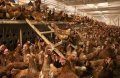 Кокошки носамчки ломан браун , снимка 1 - Кокошки и пуйки - 43610351