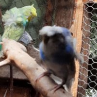Ръчно хранени папагали , снимка 10 - Папагали - 37739280