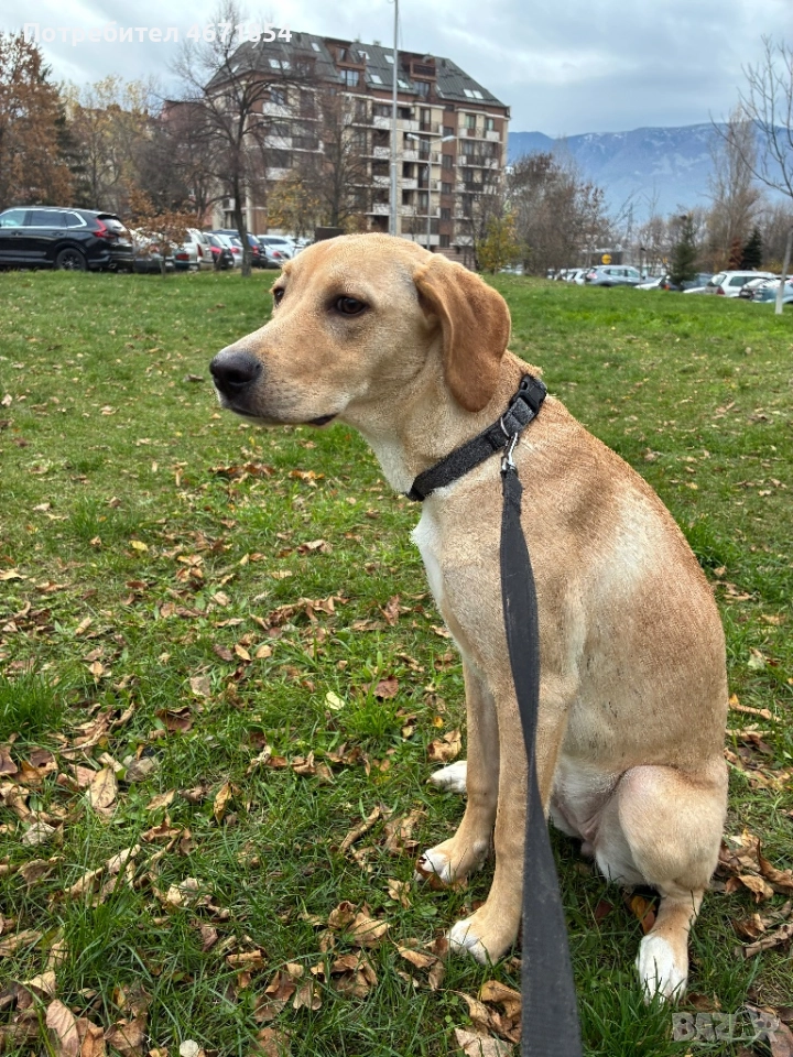 Кари на 8 месеца, снимка 1