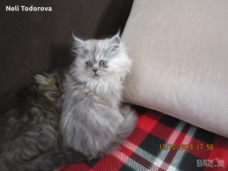 Персийски котенца , малки пухове, снимка 1