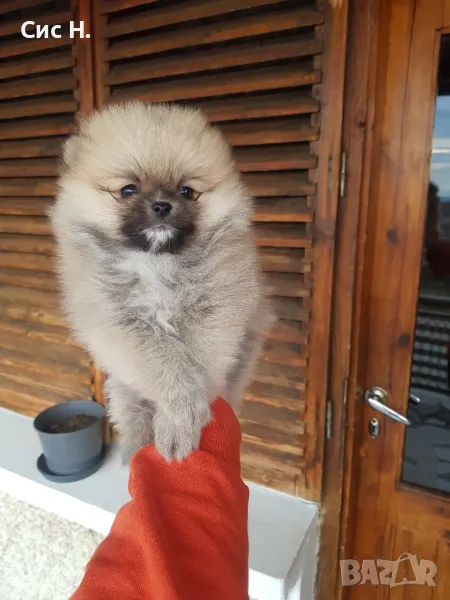 Померани момченца, снимка 1