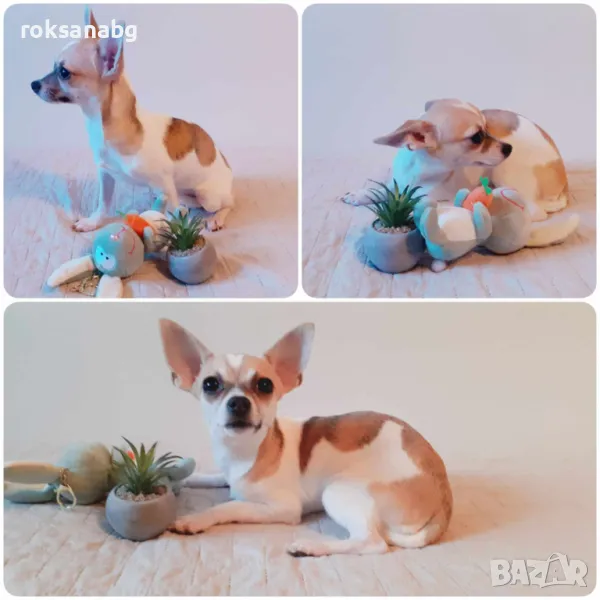 Продава се 1 кученце Чихуахуа!, снимка 1