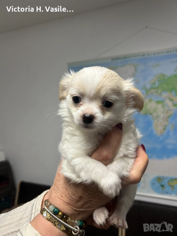 Чихуахуа дългокосместо , снимка 1