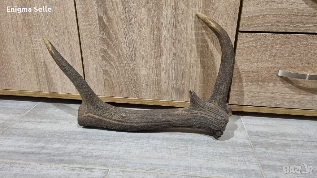 Рог от елен , снимка 1