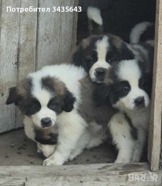 Продавам санбернари, снимка 1