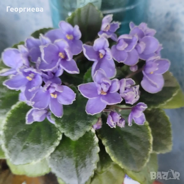 Сентполия, теменужка , снимка 1