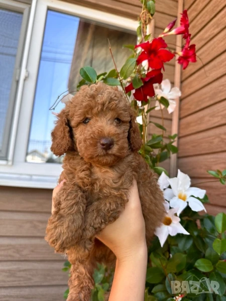 Пудел той , снимка 1