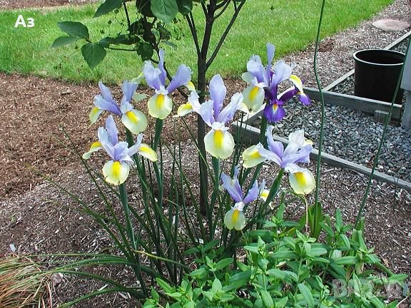 Продавам цветя Холандски ириси - луковици, за есенно засаждане, снимка 1