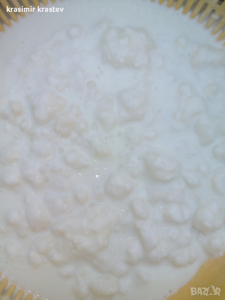 кефирена гъба , снимка 1