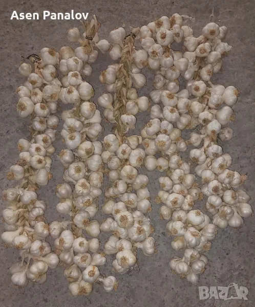 Чесън на плитки -био , снимка 1