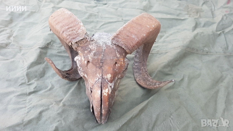 Ловен трофей Муфлон Козирог, снимка 1