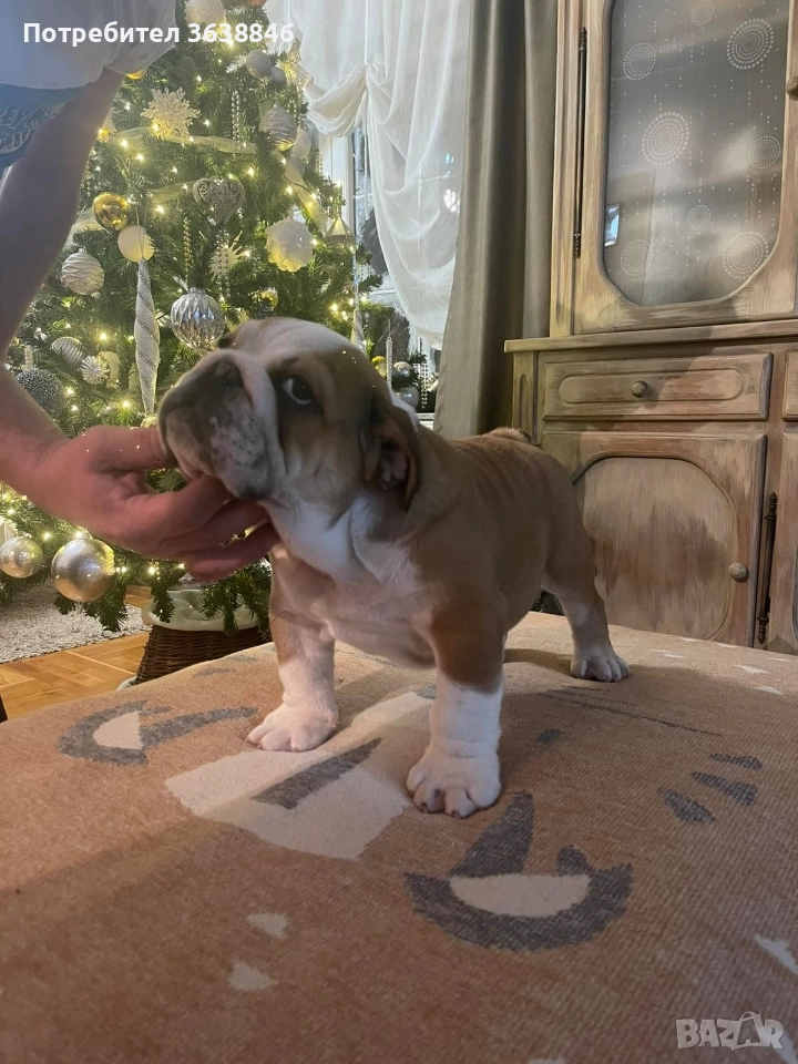Английски булдог, снимка 1