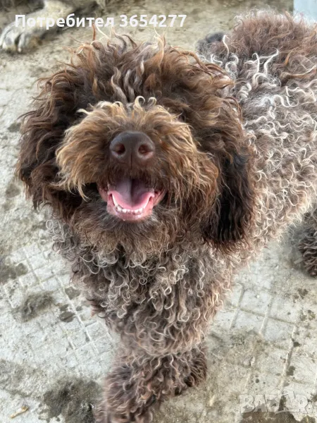 Лагото на 8 месеца научена да търси и прави апорт.Търси ново семейство!, снимка 1