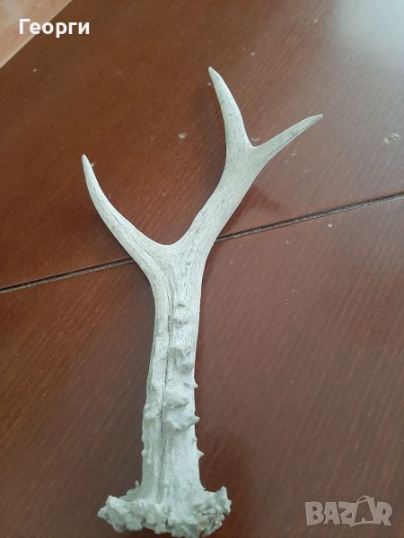 Рог от сръндак, снимка 1