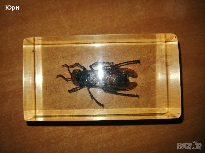 Продавам две хербаризирани насекоми в пластмасова призма, снимка 1