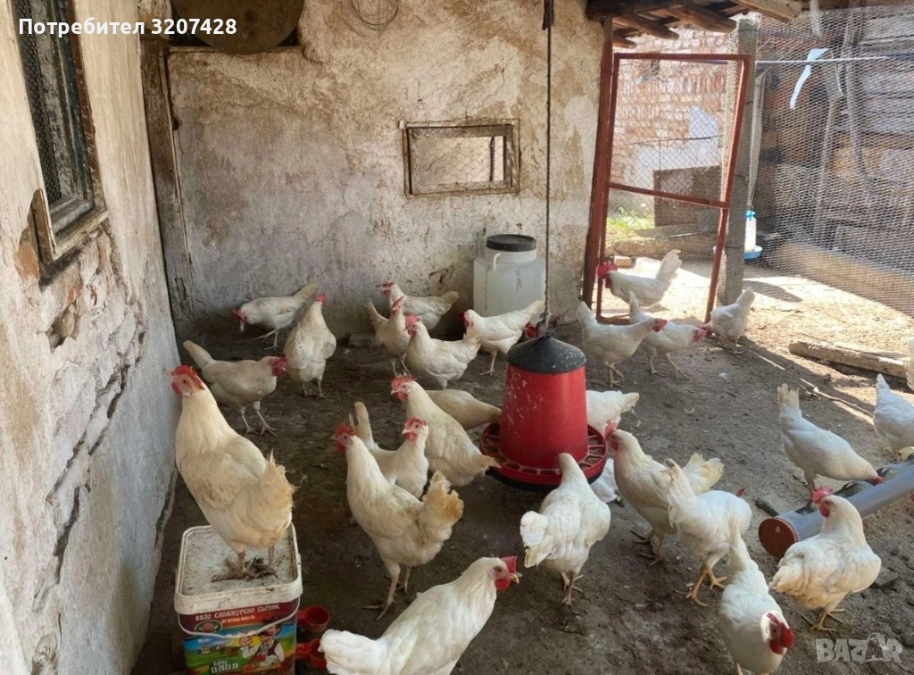 Легхорн , Легхорн Лавандула, Ломан Браун , Американа, Австралоп! -гр.Плевен , снимка 1