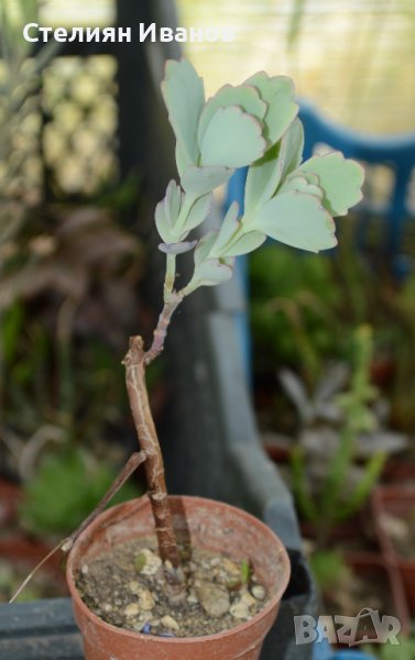 Каланхое на Федченко (Kalanchoe fedtschenkoi), снимка 1