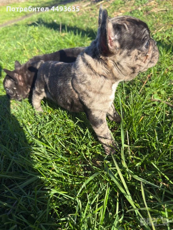 Френски булдог, снимка 1