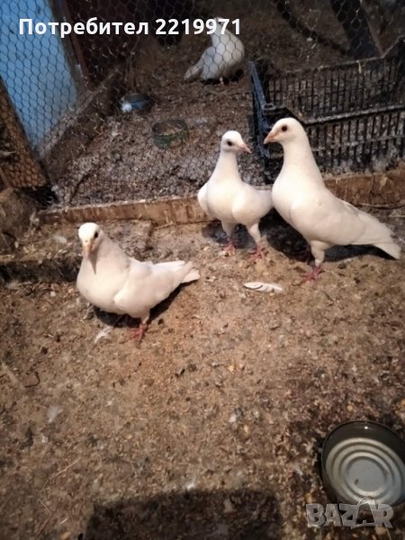  бели спортни гълаби за сватби и тържества, снимка 1