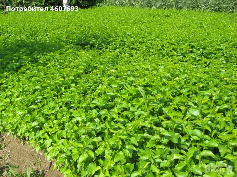 Продавам подложки махалебка и джанка, снимка 1