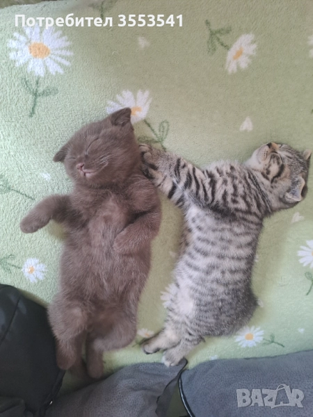 Свободни , снимка 1