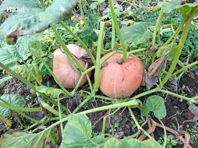 тикви , снимка 3 - Домашни продукти - 52223419