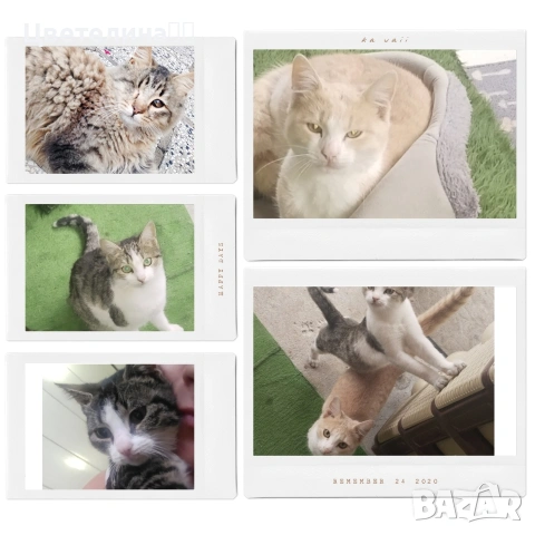 котенца търсят дом 