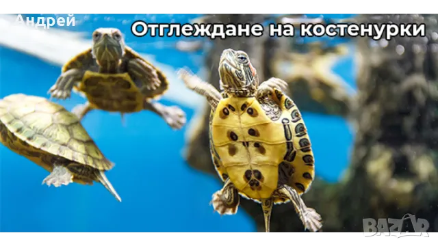 Костенурка( ocadia reevsii ), снимка 2 - Костенурки - 50312940