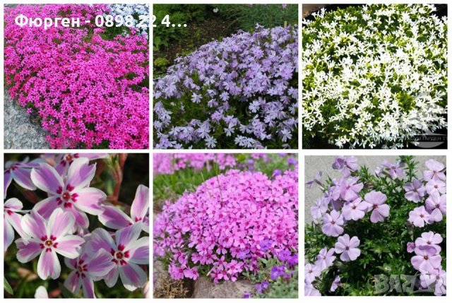 Разсад Флокс 6 цвята-Бял,лилав,розов,,шарен,виолет и цикламен, снимка 8 - Градински цветя и растения - 27198088