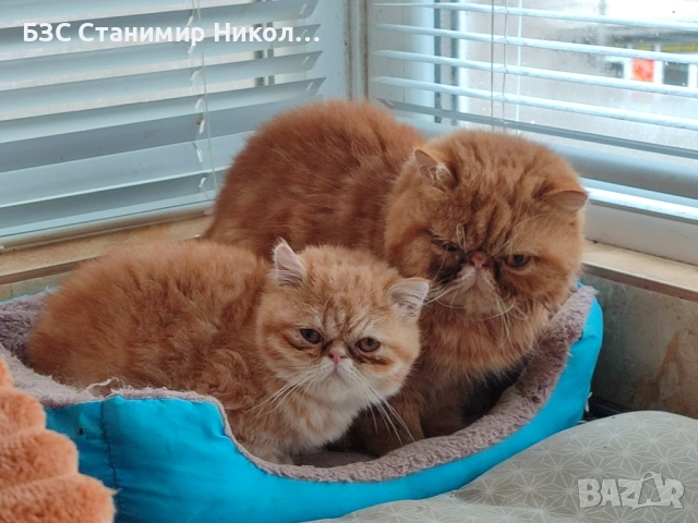 Женски екзотични котки на 2 години и на 5 месеца.