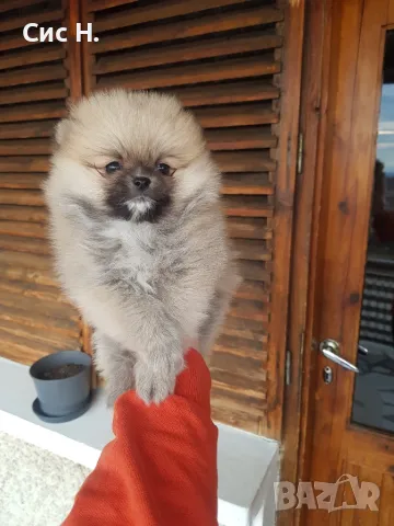 Померани момченца