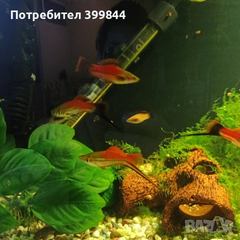 продавам мъжки риби, снимка 5 - Рибки - 52922829