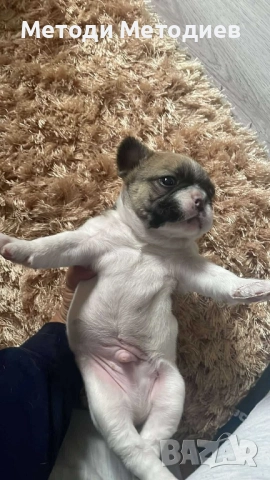 Френски булдог, снимка 4 - Френски булдог - 52945292