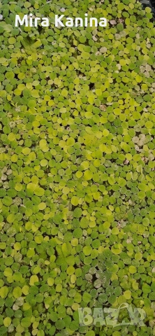 Аквариумно разстение - Salvinia Natans , снимка 2 - Градински цветя и растения - 52818202