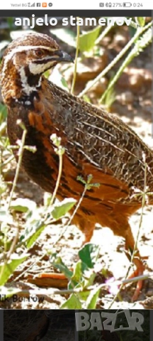 Арлекин пъдпъдък, снимка 3 - други­ - 52924120