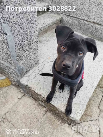 кане корсо куче 