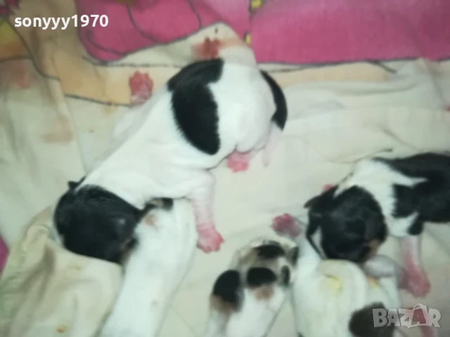 ДЖАК РЪСЕЛ БЕБЕТА-РОДЕНИ ДНЕС 11.08.25г 1108251538, снимка 6 - Джак ръсел териер - 51328877