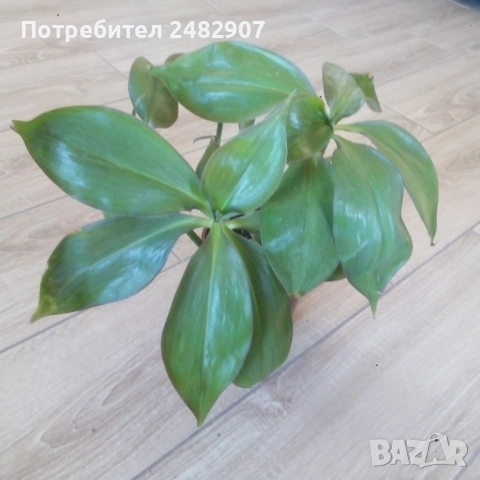 Красиво стайно растение, снимка 2 - Стайни растения - 52421391